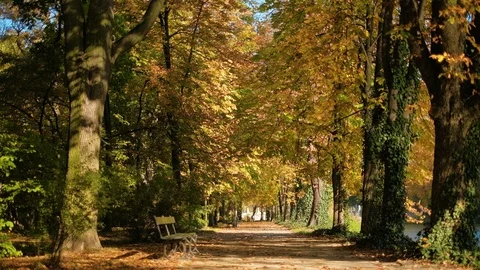 Walking in autumn park Stock Footage 96421560