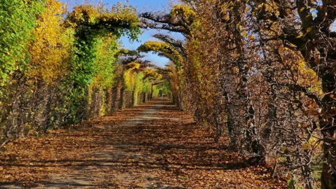 Walking in autumn park Stock Footage 158918343