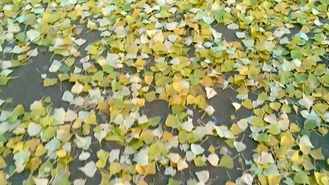 Walking on autumn pavement Stock Footage 83293495