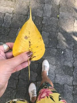 Walking in autumn Stock Photos