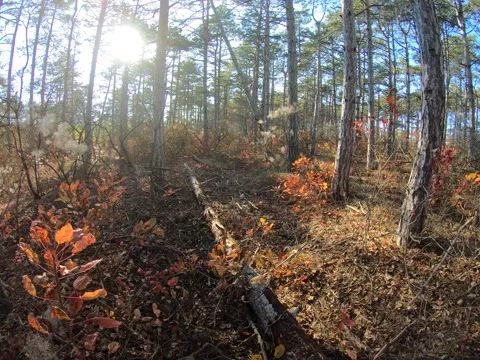 Walking autumn pine forest Stock Footage 164237461