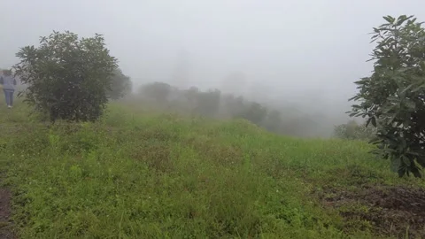 Walking in an avocado plantation on a cloudy day Stock Footage 157560377