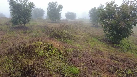 Walking in an avocado plantation on a cloudy day with rain Stock Footage 157560457