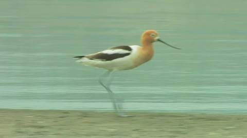 Walking avocet Stock Footage 622553