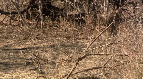 Walking baboon Stock Footage 8573549