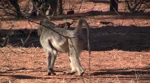 Walking baboon Stock Footage 8573719