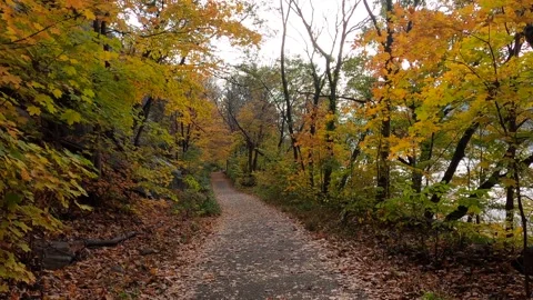 Walking back through autumn forest path Stock Footage 300040393