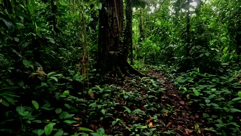 Walking backgwards through a tropical forest; nature concept Stock Footage 336919433