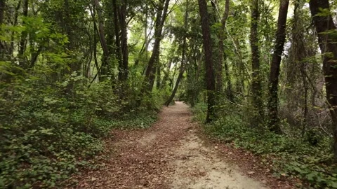 Walking backwards along a path in the woods, among trees and dry leaves Stock Footage 319939475