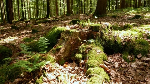 Walking backwards in the Forest in Spring / Summer Video stock 109547126