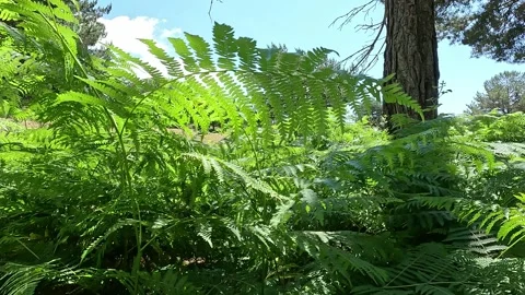 Walking backwards through ferns Stock Footage 278924171