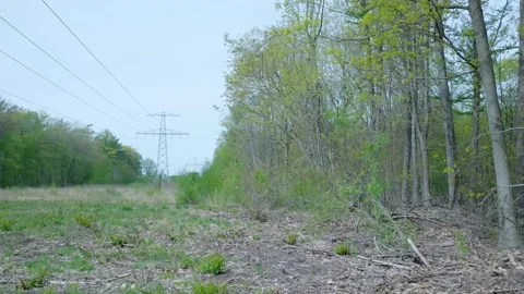 Walking backwards through a power line corridor in the forest Vídeo Stock 336594583
