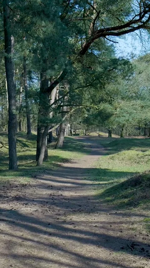Walking Backwards On Tranquil Forest Dirt Path Stock Footage 335477709