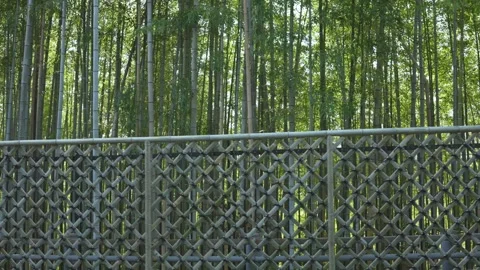 Walking in the bamboo forest Camera looking down from above Kyoto Stock Footage 279125998