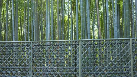 Walking in the bamboo forest Camera looking down from above Kyoto Stock Footage 279126000