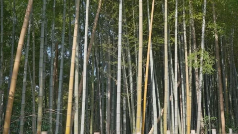 Walking in the bamboo forest Camera looking down from above Kyoto Stock Footage 279126136