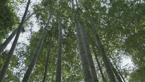Walking In The Bamboo Forest Stock Footage 279127395