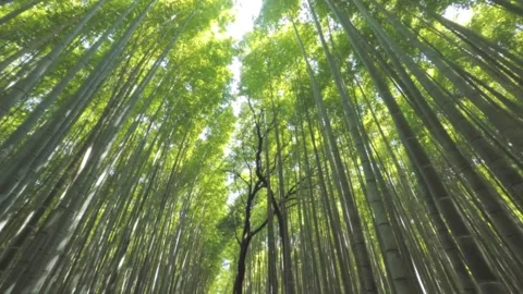 Walking in Bamboo Forest Stock Footage 309434263
