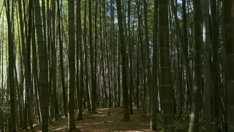 Walking in bamboo forest in springtime. Abstract tree nature background Stock Footage 270800802