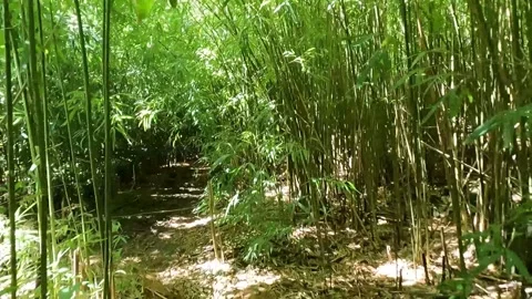 Walking in the bambu forest of Hawaii Stock Footage 167859279