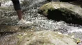 Walking barefoot in the creek in the stream - water HD Footage