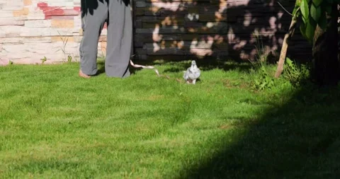 Walking barefoot with a gray-white dove on a string on a sunny day Stock Footage 336336532