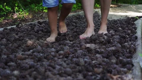Walking barefoot on pinecones Stock Footage 142441690
