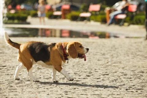 Walking beagle dog Stock Photos