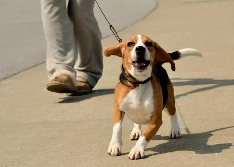 Walking a beagle Stock Photos