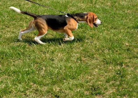 Walking a beagle Foto stock