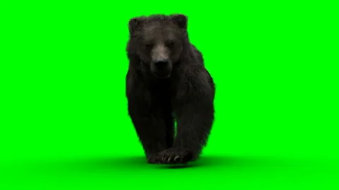 Walking bear. Green screen realistic ani... | Stock Video | Pond5