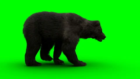 Walking bear. Green screen realistic animation. Stockbeeldmateriaal 161044533