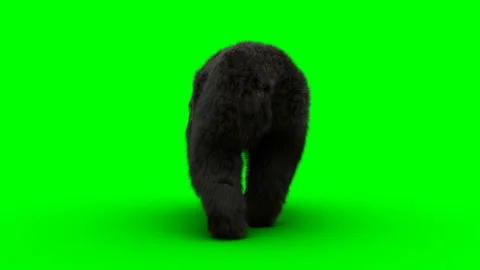Walking bear. Green screen realistic animation. 스톡 동영상 161044584