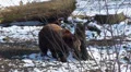 A walking bear in snowy landscape HD Footage