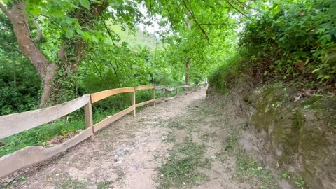 Walking in an beautiful path in a forest surrounded by trees. Stock Footage 245002073