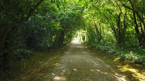Walking in an beautiful path in a forest surrounded by trees. Stock Footage 246229795