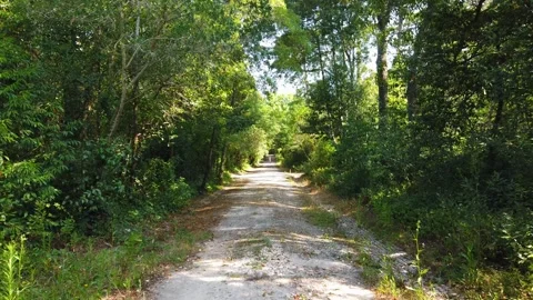 Walking in an beautiful path in a forest surrounded by trees. Stock Footage 246229906