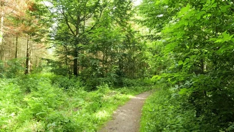 Walking on a beautiful path in a green forest Stock Footage 337728379