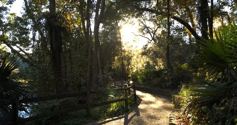 Walking Beautiful Path Through Florida Forest, Swamp, Slow Motion Stock Footage 105372695