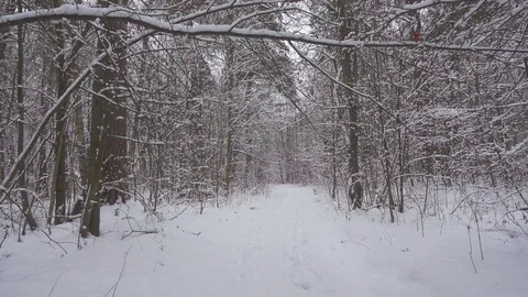 Walking in beautiful winter forest with fresh snow. Stock Footage 116722386