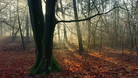 Walking in a beautiful winter forest where the sun shines with rays of light Stock Footage 219464608