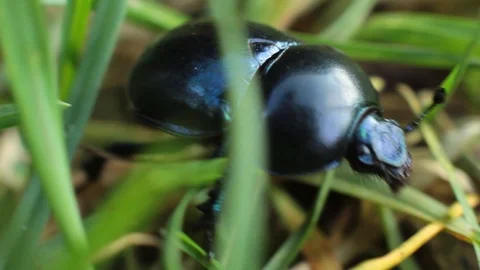Walking beetle - macro Stock Footage 113116834