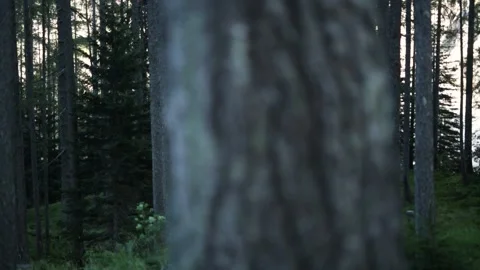 Walking from behind a tree Stock-Footage 152862540