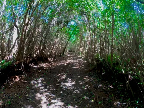 Walking on Bel Ombre forest trail located near Plaine Champagne, Mauritius 스톡 동영상 106020106