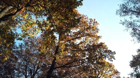 Walking below the autumn trees in the forest - Pilis, Hungary Stock Footage 129889450