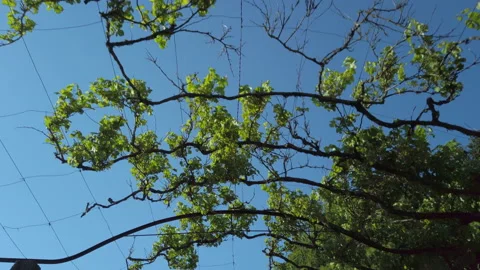 Walking beneath Grape vines growing in rural Portugal against blue sky. Stock Footage 195913766