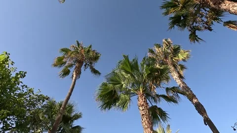 Walking beneath tall palm trees Stock Footage 283865986