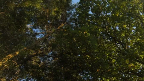Walking beneath trees in woods at sunset, looking up to branches Stock Footage 133140831