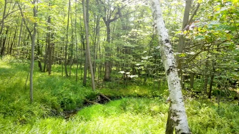 Walking Beside Nice Forest Meadow Opening Among The Trees And Green Foliage Lite Stock Footage 200935751
