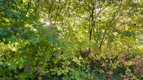 Walking Beside Sunlit Trees 動画素材 318848607